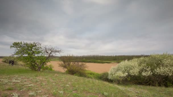 Het verkeer van de onweerslucht over de velden van wintertarwe in het vroege voorjaar in de uitgestrekte steppen van de Don. — Stockvideo