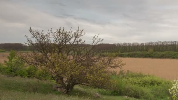 雷云在冬小麦早春在广阔的大草原的老爷子的田地，运动. — 图库视频影像
