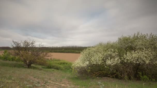 El movimiento de las nubes de trueno sobre los campos de trigo de invierno a principios de primavera en las vastas estepas del Don . — Vídeos de Stock