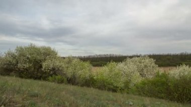 Don geniş bozkırlarında erken Bahar kış buğday alanları üzerinde thunderclouds hareketi.