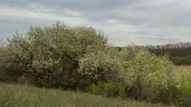 El movimiento de las nubes de trueno sobre los campos de trigo de invierno a principios de primavera en las vastas estepas del Don . — Vídeo de stock