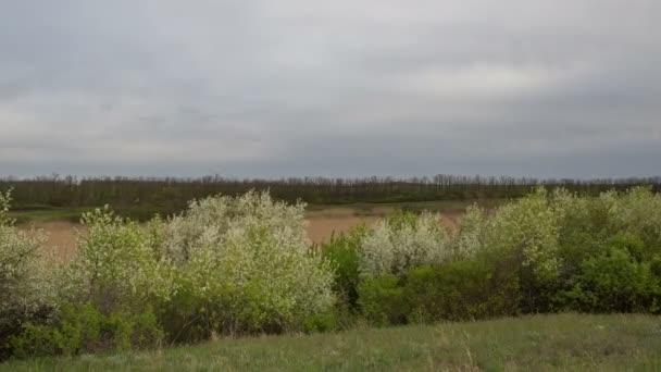 El movimiento de las nubes de trueno sobre los campos de trigo de invierno a principios de primavera en las vastas estepas del Don . — Vídeos de Stock