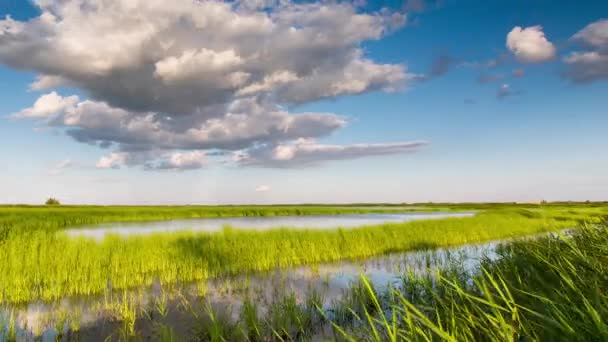 La formation et le déplacement de nuages sur des champs verts d'herbe sans fin en été dans les steppes du Don . — Video