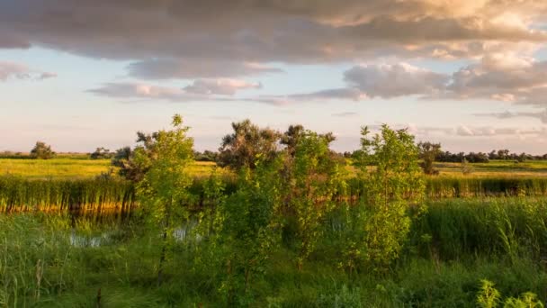 The formation and movement of clouds over summer endless green fields of grass in the steppes of the Don. — Stock Video