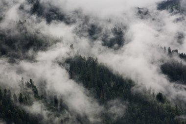 Dağlardaki ormanda sis var..