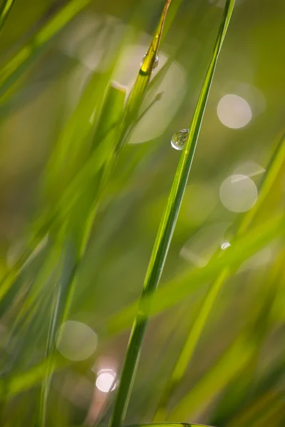 Herbe printanière dans la rosée . — Photo