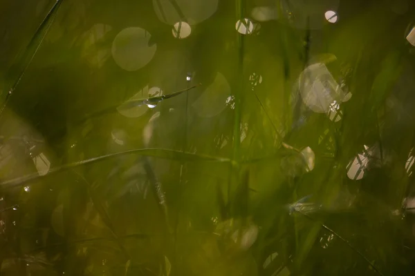 Herbe printanière dans la rosée . — Photo