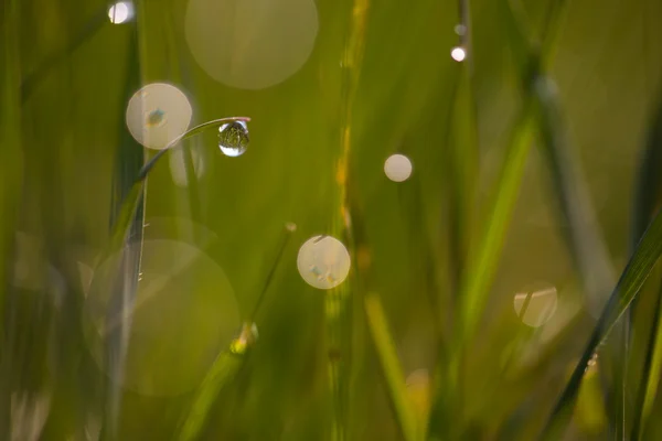 Herbe printanière dans la rosée . — Photo