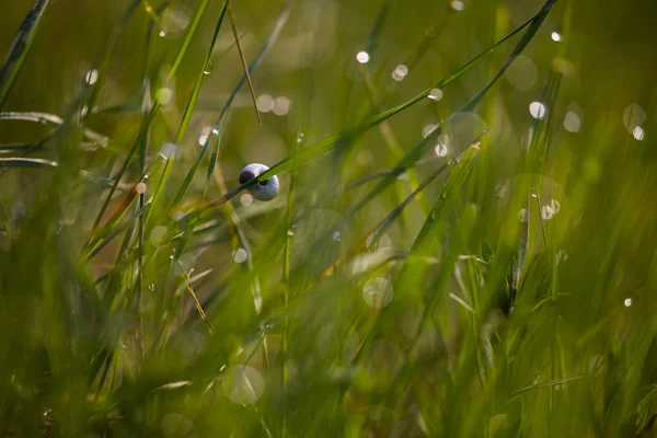 Escargot sur une tige d'herbe . — Photo