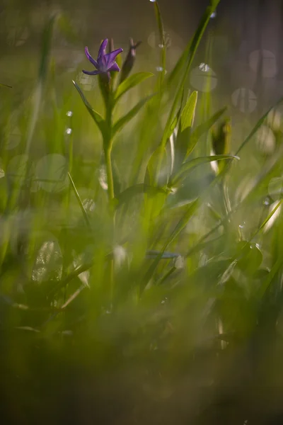 Spring grass in the dew. — Stock fotografie