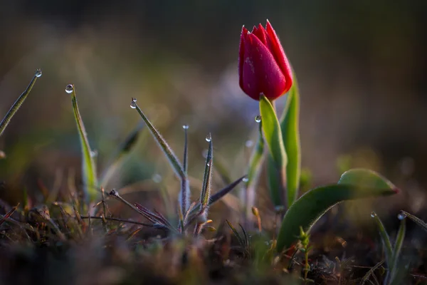 Tulipán Schrenk. — Stock fotografie