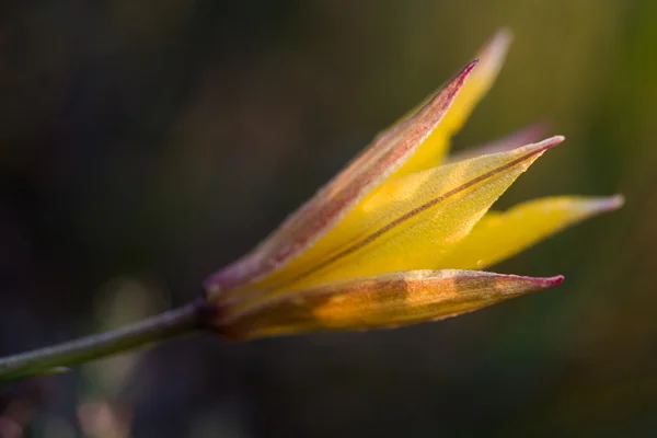 Tulipan dziki. — Zdjęcie stockowe