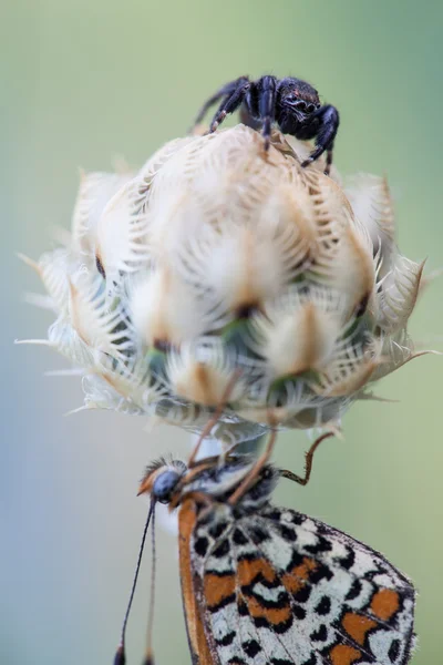 Αράχνη κυνήγια πεταλούδα. — Φωτογραφία Αρχείου