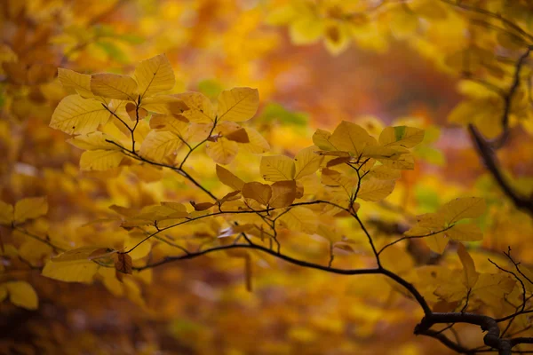 Gouden Crimea. — Stockfoto