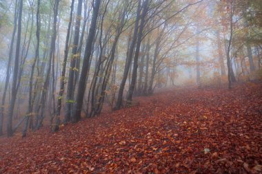 Sonbahar sisli kayın ormanı.
