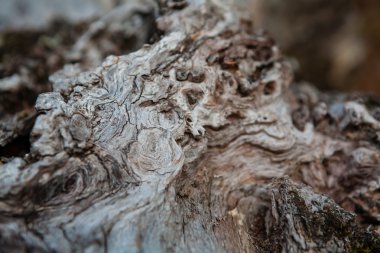 Meşe ahşap dokusu.