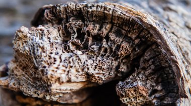 Meşe ahşap dokusu.