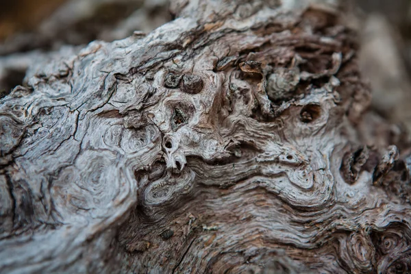 La textura de la madera de roble . — Foto de Stock