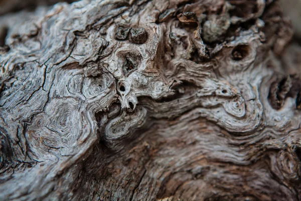 Texturu dubového dřeva. — Stock fotografie