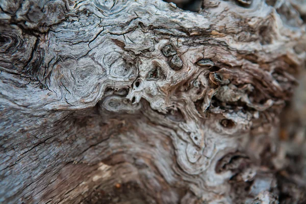 Meşe ahşap dokusu.