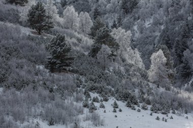 Ağaç hoarfrost bir hillside ve bir gökkuşağı içinde
