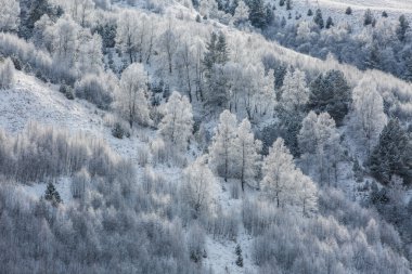 Ağaç hoarfrost bir hillside ve bir gökkuşağı içinde