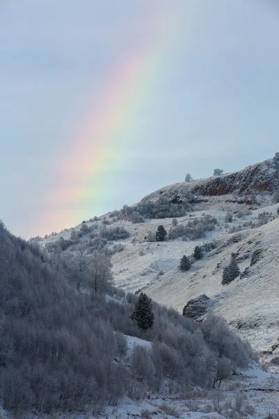 Ağaç hoarfrost bir hillside ve bir gökkuşağı içinde