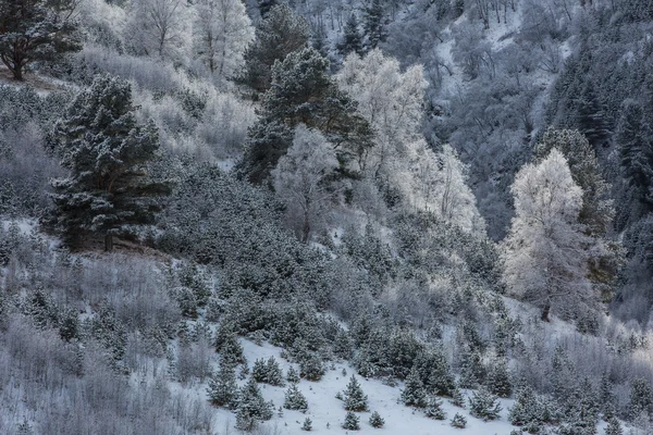 Betulle in hoarfrost su una collina e un arcobaleno — Foto Stock