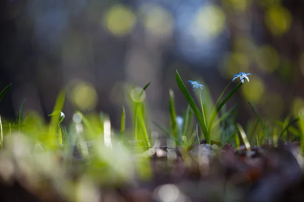 Синій Primrose bluebell луг сонячний день. — стокове фото