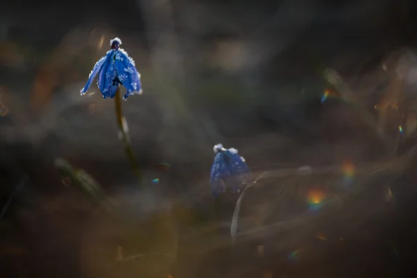 Blue Primrose bluebell prado en un día soleado . —  Fotos de Stock