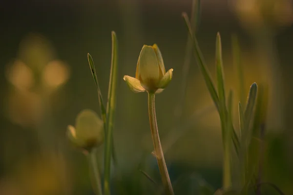 Ficaria verna. абстракції — стокове фото