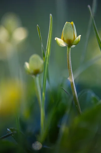 Ficaria verna. abstrakce — Stock fotografie