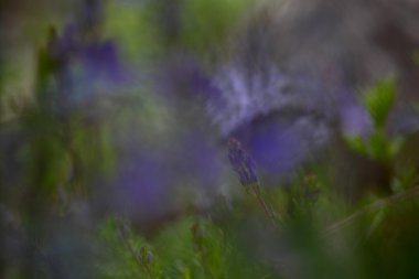  Menekşe bahar çuha çiçeği.