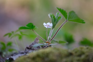 Çilek ile çiçek, genç sürgünler.