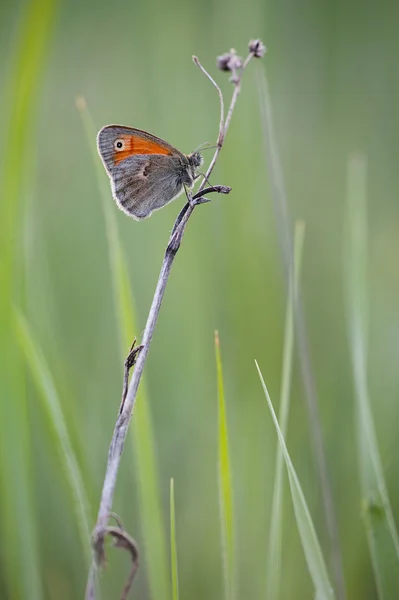 Papillon orange sur l'herbe verte — Photo