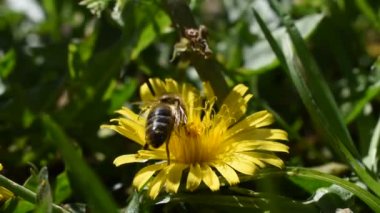 Bir çiçekten polen toplayan arı.