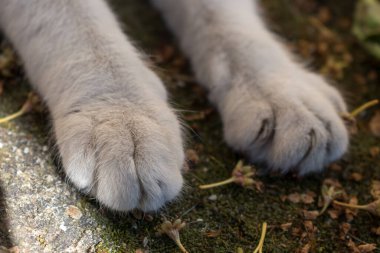 Çivili beyaz kedi patileri