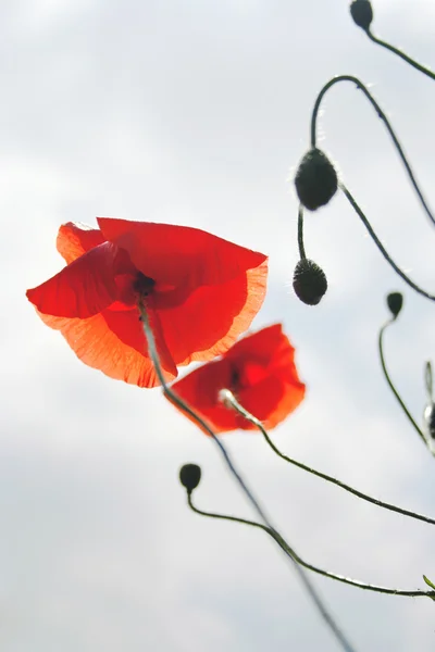 Poppy flowers — Stock Photo, Image