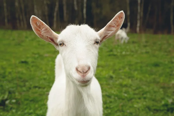 Goat — Stock Photo, Image