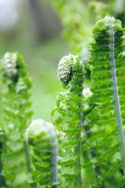 bir orman içinde büyüyen eğreltiotu