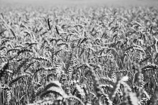 Field of spikelets in black and white — Zdjęcie stockowe