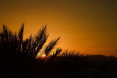 Gün batımı. Ön planda palmiye ağacı