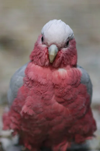 粉红鹦鹉看着摄像机，特写。Eolophus roseicapilla — 图库照片
