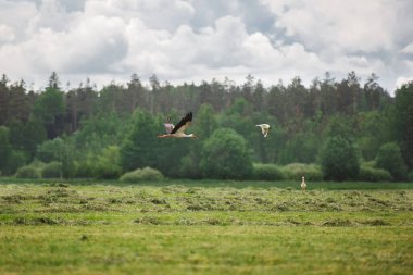 Yeşil çimlerin üzerinde uçan leylek manzarası.
