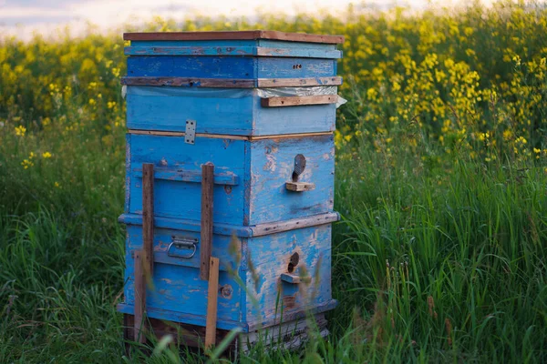 Een blauwe houten bijenkorf met honingbijen ligt naast een bloeiveld. — Stockfoto