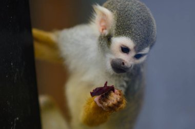 Minyatür maymun saimiri pençesinde kırmızı bir meyve tutuyor. Saimiri sciureus.