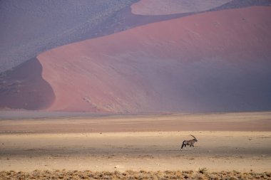 Namib çölünde bir antilop.