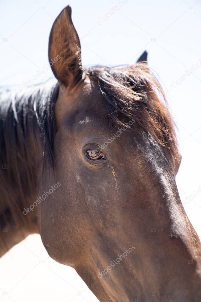 A Wild horse of Garub, near the namib desert in namibia