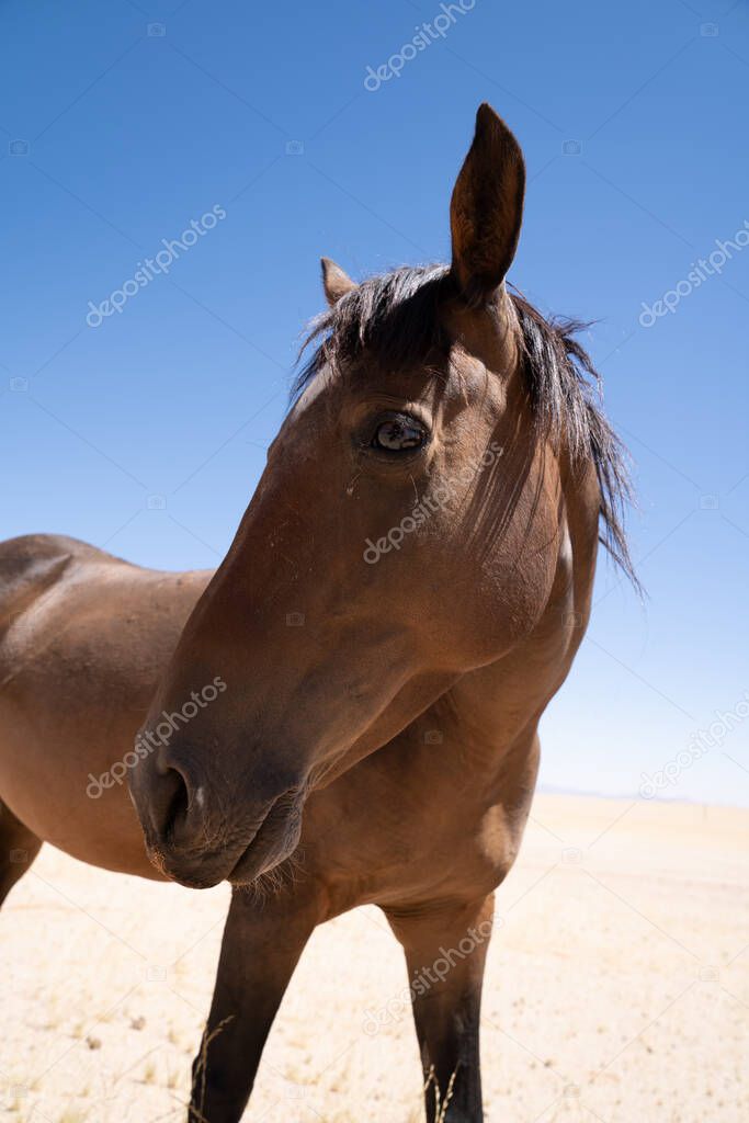 A Wild horse of Garub, near the namib desert in namibia