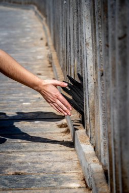 Afrika 'da Cape Cross yakınlarında vahşi bir deniz aslanıyla çak bir beşlik.